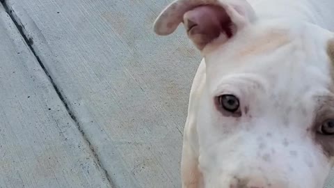 Goku the pitbull loves the pool and fruit