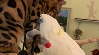 Cat Climbs Onto Perturbed Parrot's House