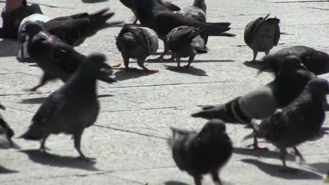 Pigeons walking around in Venice Italy