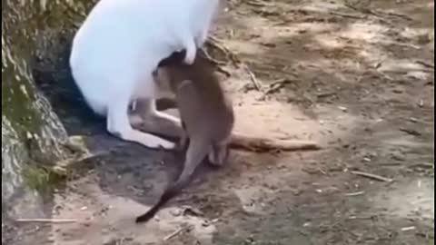 So funny and cute video animal