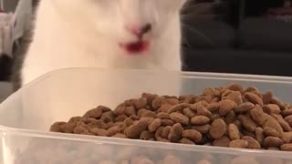 Cat eats giant tub of cat food