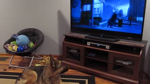 German shepherd howling with wolves from Zootopia♥