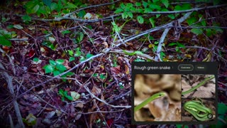 Rough Green Snake