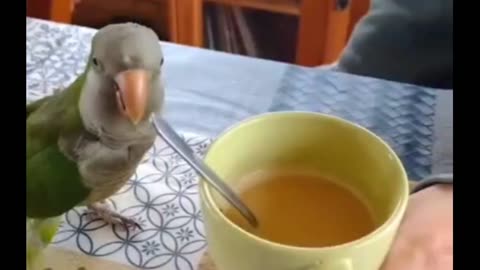 Silly Parrot Passionately Clinks Coffee Mug 😅😜