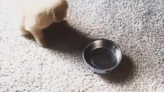 adorable puppy carries the plate to get some food