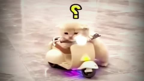 New Funny Videos 2023 😍 Cutest Cats bike rider