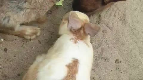 Rabbits eating carrot cabbages.