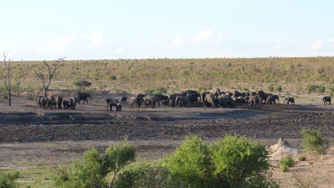 A large herd of African Bush elephants at Khaudum National Park, Namibia