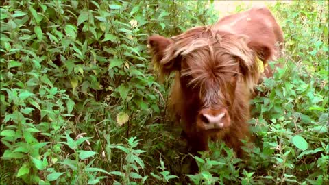 #rumbleviral / Highlander Cow Cattle Animal 🐄🐄