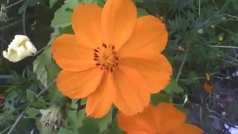Very pretty orange Cosmos flower [Nature & Animals]