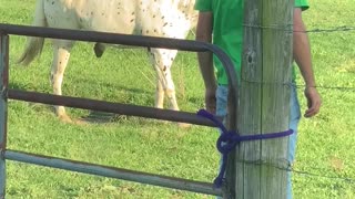 Human Helps Tangled Up Horse