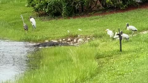 Alligator surrounded by buffet of birds!