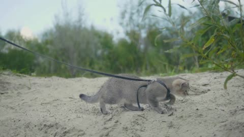British Shorthair Tabby cat in collar walking on sand outdoor