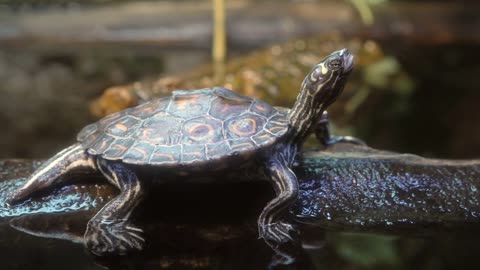 Ringed Sawback Turtle relaxing on log in water