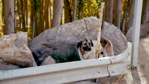 Dogs walking behind road guardrails in autumn nature