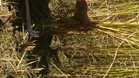 My Nephew Cutting Paddy For the First Time