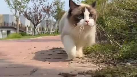 kitten jumping