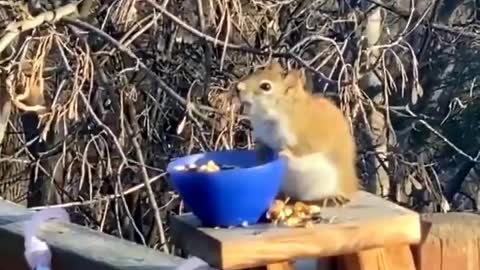 Squirrel getting drunk on fermented pears