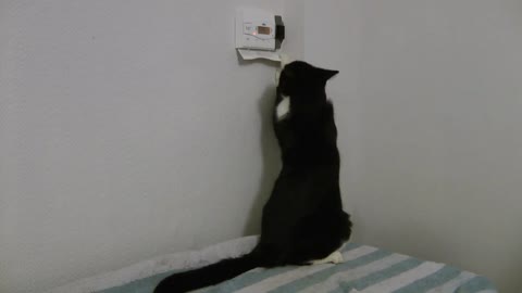 Clicker training a cat to turn on the heating