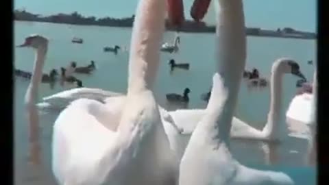 swan love