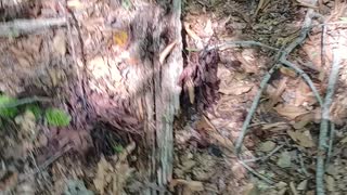 Finding Snakes in the woods