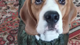 Beagle puppy takes the first steps in a new jumpsuit
