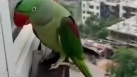 Unbelievable! A Parrot very cute voice.