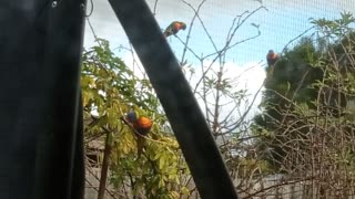 Wild Tropical Parrots Get Comfortable in Our Cold Winter Garden