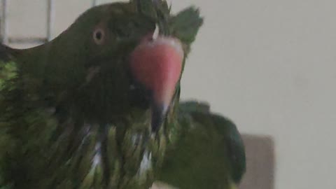 Cute parrot p