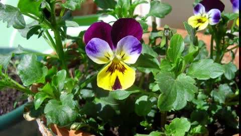 Amor-perfeito ( Viola tricolor ) serve para reumatismo e febre