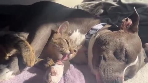 Cuddle of dog and cat🐕🐈‍⬛