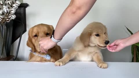 Reviews dog food with puppys. Taste test