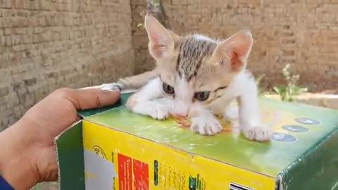 Funny Cate And Kittens Meowing Complation 2022