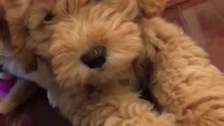 Golden doodle puppy dog not sure about phone video