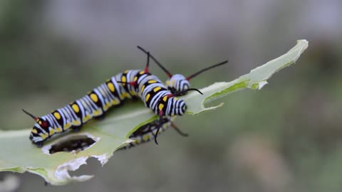 Very Hangry Caterpillar,Hungry Caterpillar,Caterpillar Song,The Very Hungry Caterpillar Read Aloud