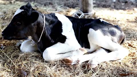 Calves Sounds 🐄 Adorable Baby Cows