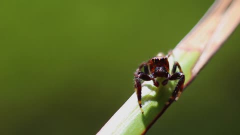 Jumping spider shows the wonder of nature