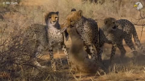 Injured Cheetah When Choosing Wrong