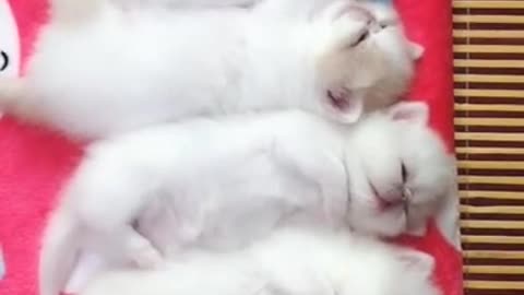 Cute Cat | Cute Pets Funny Animals Compilation