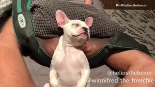 White dog uses green back massager