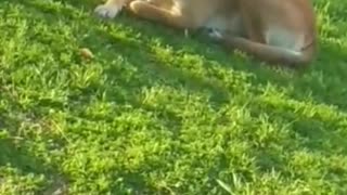 Dogs laying on grass peacefully start to bark and run at camera guy