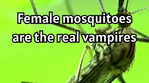 The Real Vampires Among Us- Female Mosquitoes! 🦟💉 #MosquitoFacts #BloodFeeding #InsectTrivia