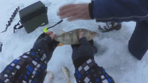 Fishing for perch Catching perch