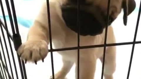 This pug dog really wants it out.