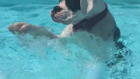 Boxer aprende con éxito a usar un flotador