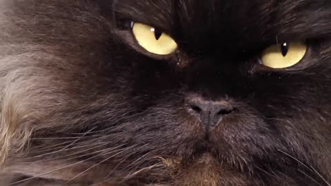 12 signs that your cat considers you its guardian