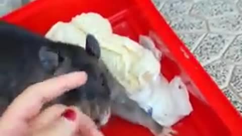 Giant rat shows her babies. Top funny rat vedio