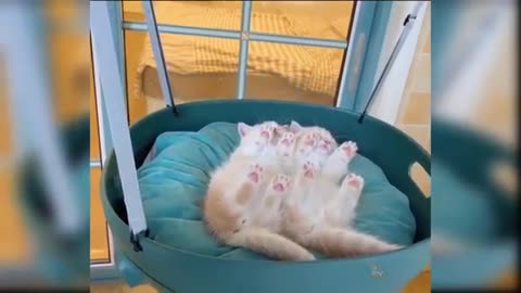 Baby cat video fanny video