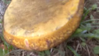 Mushroom