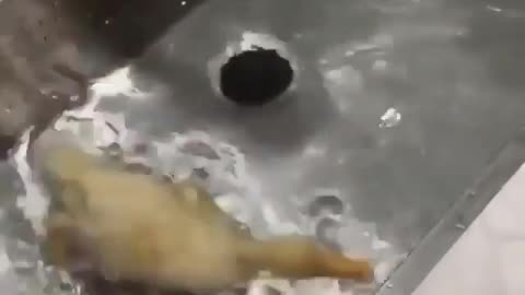 Duckling enjoys it's bath time.